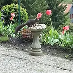 Alojamento de Acomodação e Pequeno-almoço Haus Petra Altenau (Lower-Saxony)