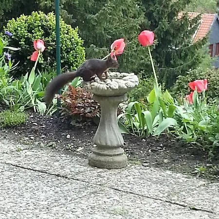 Bed & Breakfast Haus Petra Altenau (Lower-Saxony)