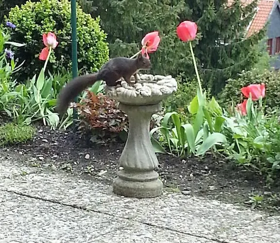 Bed & Breakfast Haus Petra Altenau (Lower-Saxony)